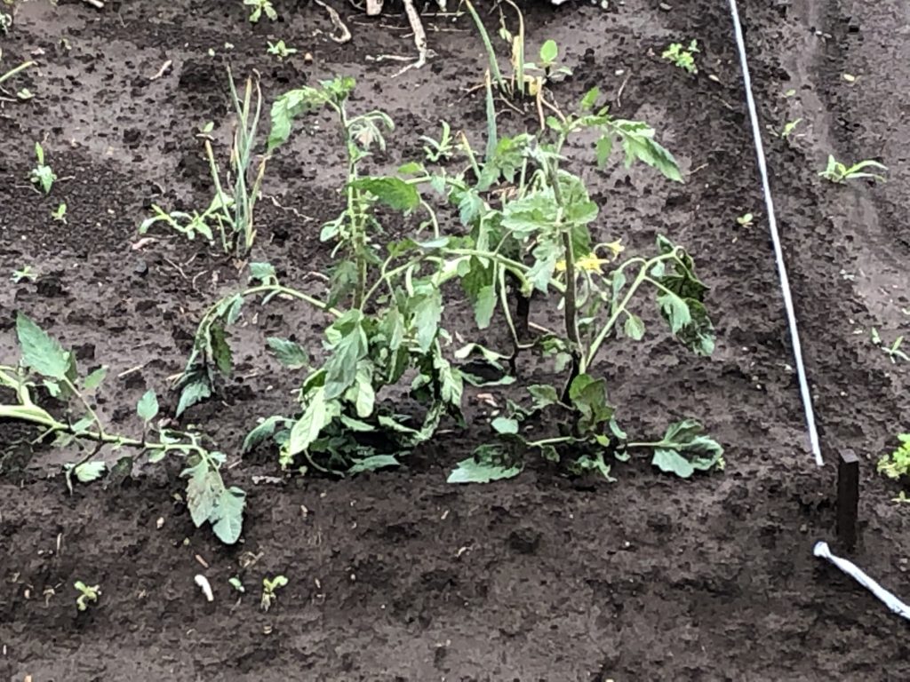 芽かきしたミニトマトの茎を土に直接植えた画像