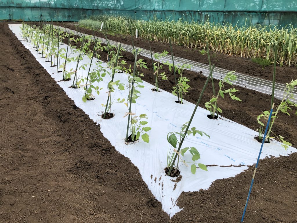 2023年4月25日　野菜作り講習会で植えたトマト